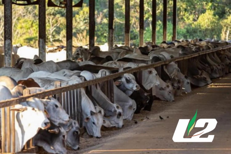 Fazenda Boi Gordo saiu na Pecuária MG sobre a Utilização do "Compost Barn"